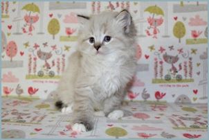 Male Siberian Kitten from Deedlebug Siberians